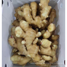 China fresh ginger 250g factory supply 2021